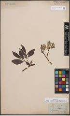 Foto von Salix cinerea L. x Salix lapponum L.